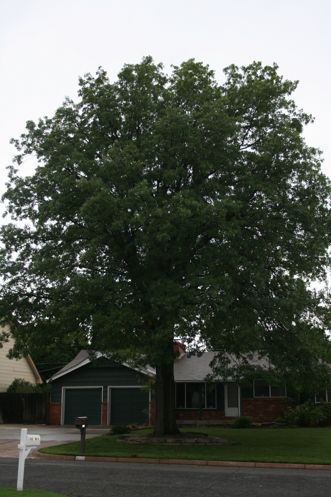 wichita tree service Wichita Tree Service LLC (316)6168321