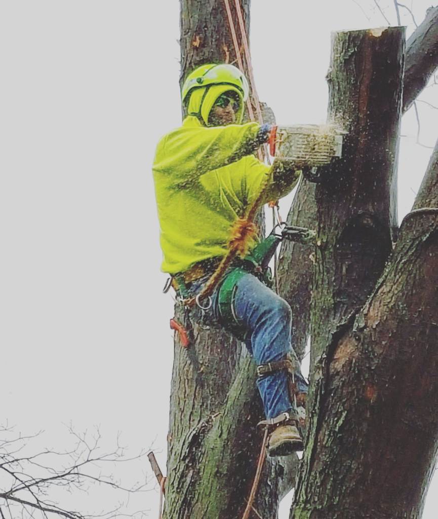 Tree Trimming done is winter by Wichita Tree Service owner Robert Phillips