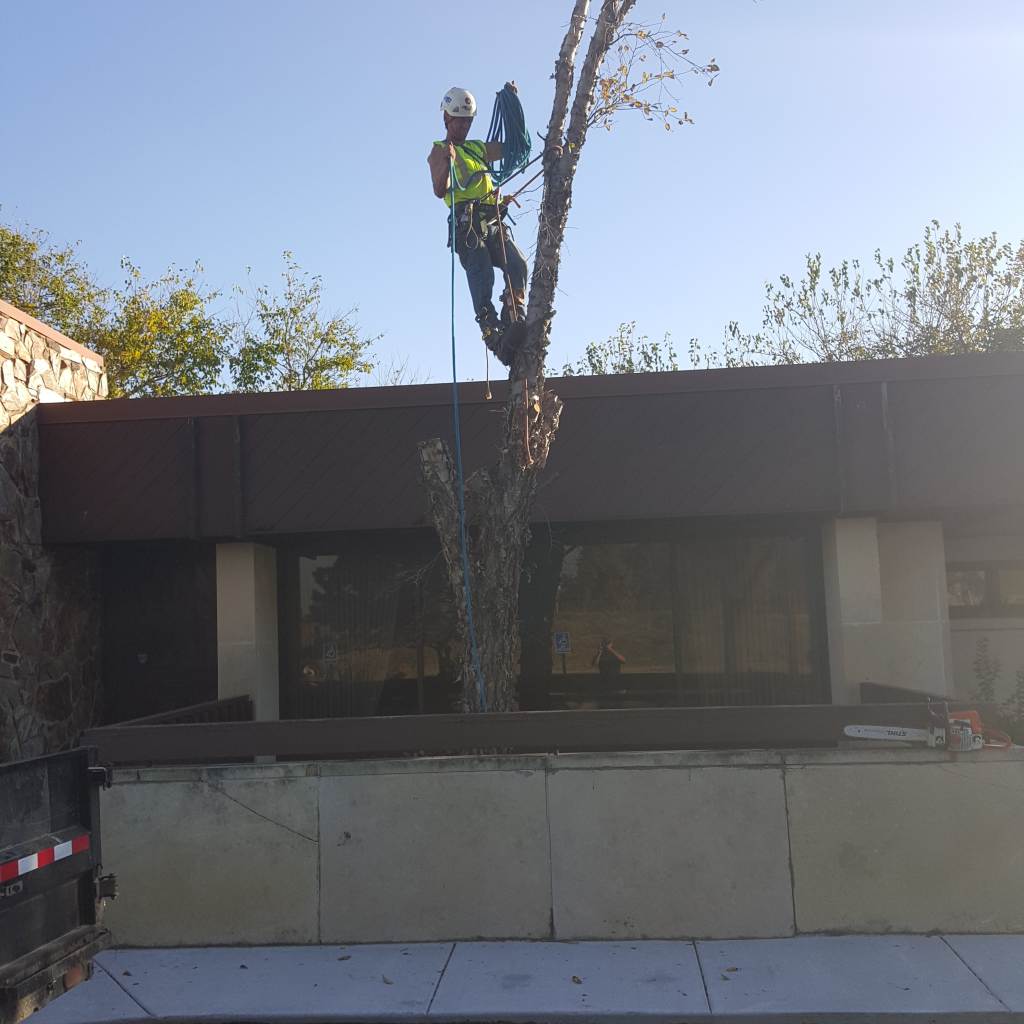 tree removal and stump grinding by Wichita Tree Service employee.