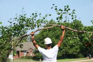 a tree service edited