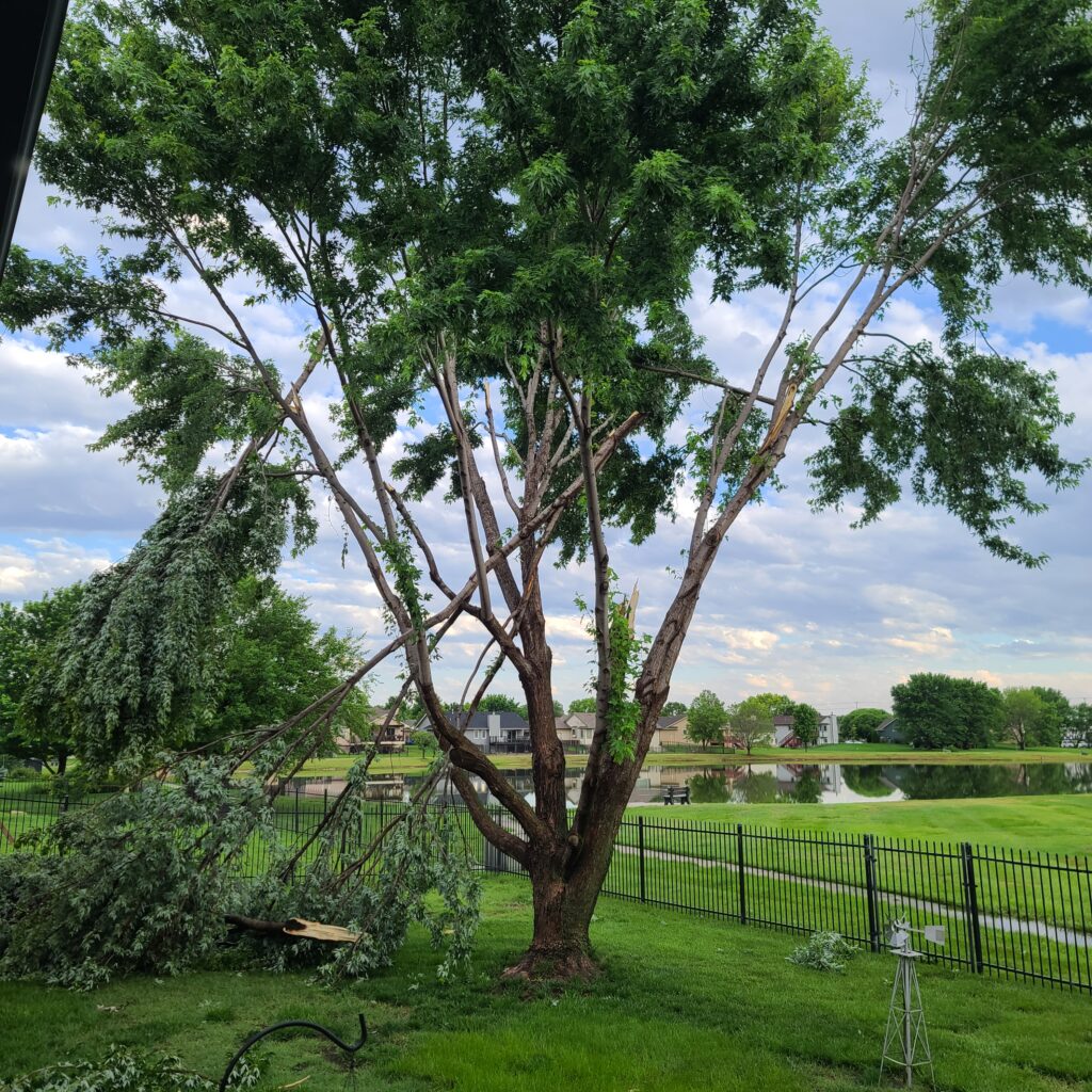 Storm-damaged maple tree showing multiple branch failures after excessive lion-tailing