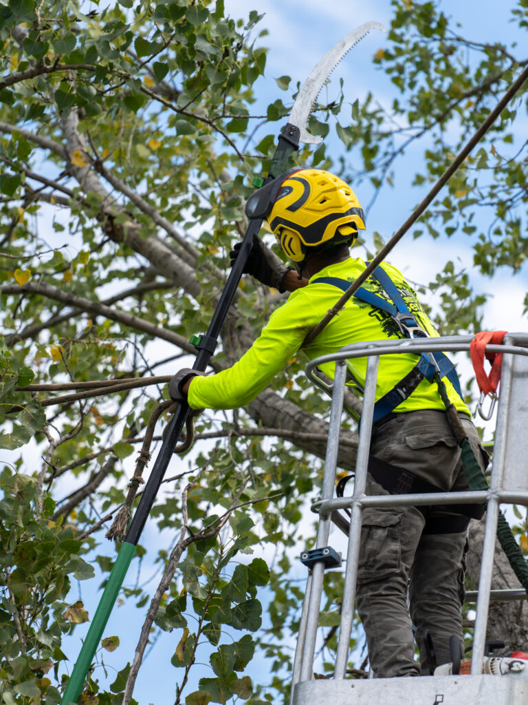 Arborist pruning a mature tree from a bucket truck in Wichita, Kansas